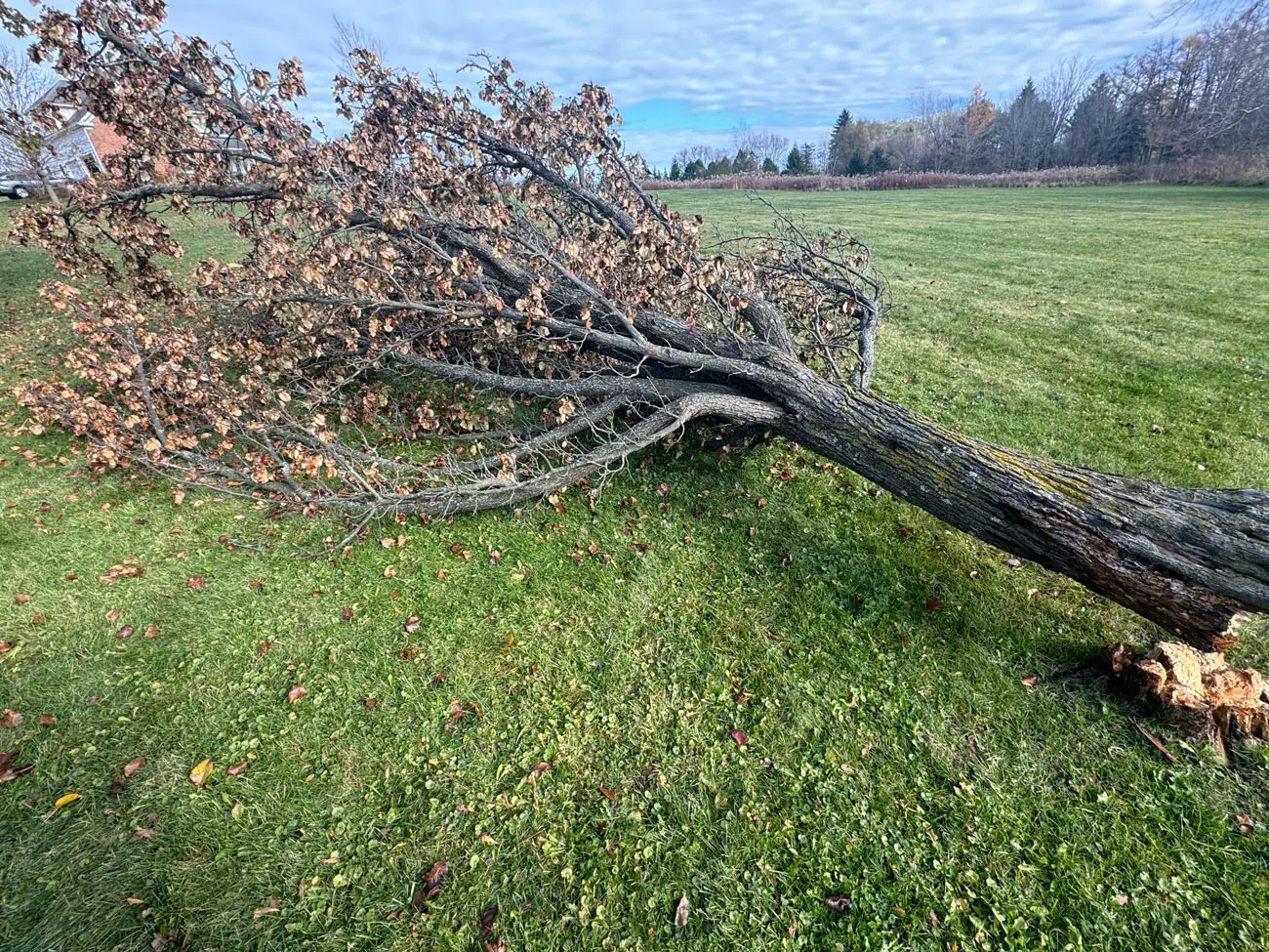 Tree, Brush & Trimming Services services in Livonia, NY